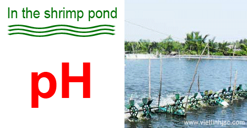 Quản lý pH trong ao nuôi thủy sản vào thời điểm giao mùa: Thách thức và giải pháp