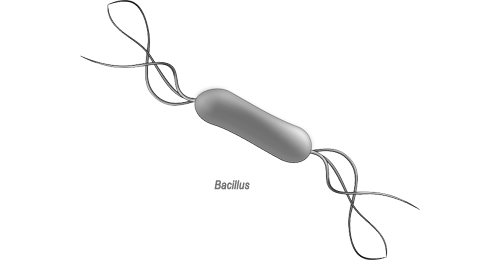 Bacillus subtilis – Trực khuẩn: Cần thiết ủ tăng sinh trước khi sử dụng? 