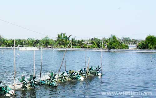 Vai trò của vẹm vỏ xanh và nhiều loài động vật thân mềm hai mảnh vỏ trong việc lọc mùn bã hữu cơ làm sạch môi trường