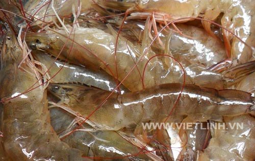 Vĩnh Long: Sản lượng thủy sản thu hoạch đạt gần 734 ngàn tấn