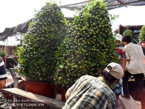 Kỹ thuật trồng cây quất (tắc)