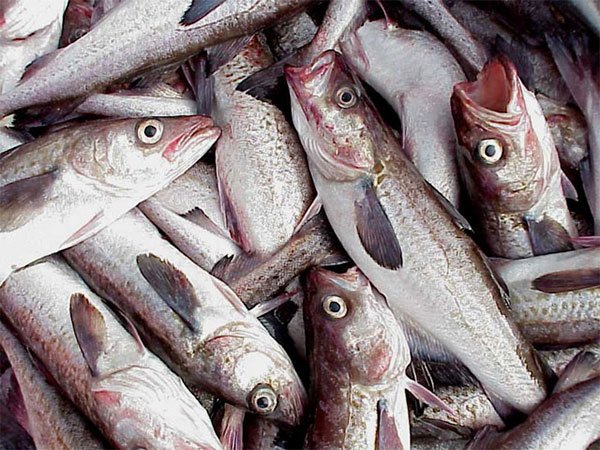 Cá minh thái – loại cá cạnh tranh với cá tra