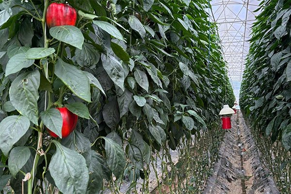 Lâm Đồng: Trồng rau xuất khẩu bên dòng Đa Dâng