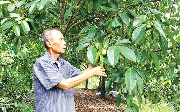 Vượt khó, làm giàu từ cây măng cụt