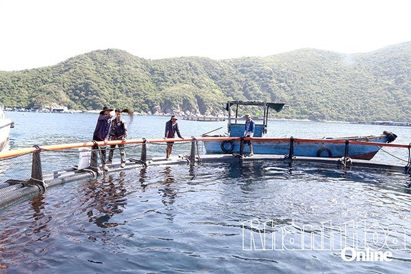 Vươn khơi nuôi biển: Thúc đẩy phát triển nuôi biển công nghệ cao