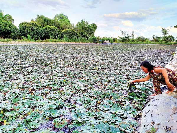 Phát triển các mô hình sản xuất mùa lũ 