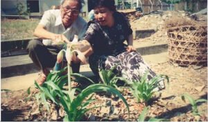 Cây trinh nữ hoàng cung hỗ trợ điều trị u lành, u ác