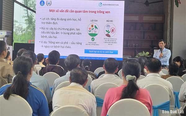 Nâng cao hiệu quả kinh tế từ giải pháp trồng xen trong vườn cà phê