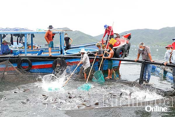 Vươn khơi nuôi biển: Tạo động lực phát triển nuôi biển công nghệ cao