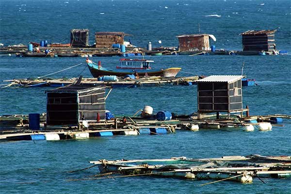 Bảo đảm kế hoạch tăng trưởng về nuôi trồng thủy sản