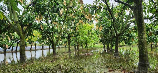 Biện pháp chăm sóc và phục hồi vườn cây khi bị ngập úng