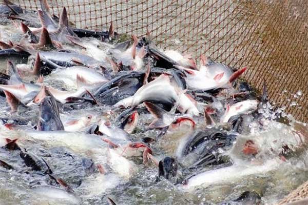 Tây Ninh đặt mục tiêu tăng sản lượng cá tra