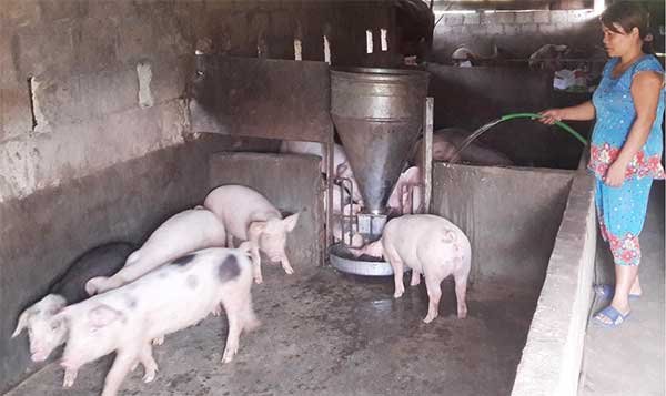 TP Huế: Đảm bảo an toàn cho chăn nuôi nông hộ
