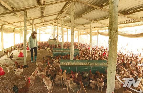 Thái Nguyên: Chăn nuôi thích ứng sau dịch bệnh