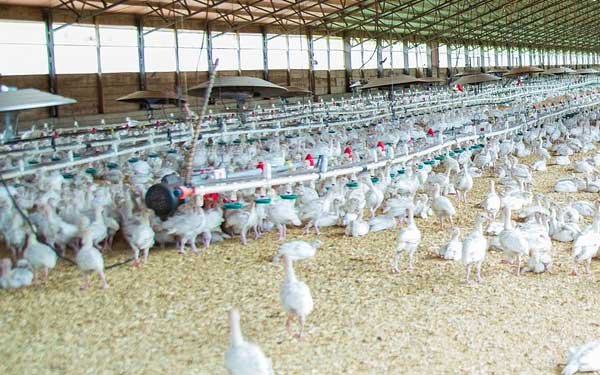 Vĩnh Long: Quy mô chăn nuôi trang trại tăng 37%