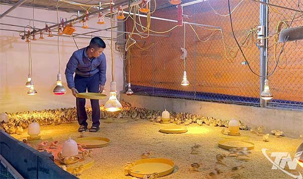 Thái Nguyên: Chủ động khôi phục sản xuất nông nghiệp