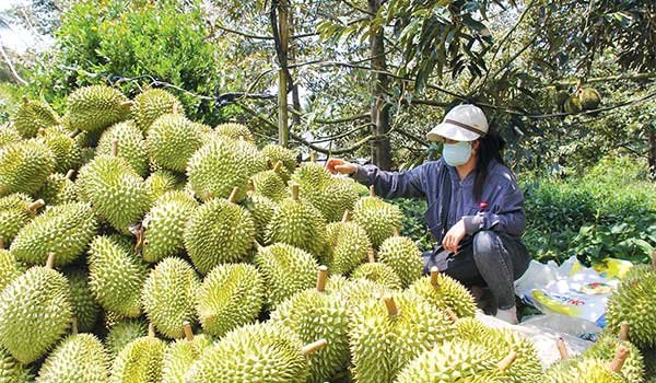 Giải pháp phát huy hiệu quả canh tác cây ăn trái ở ĐBSCL