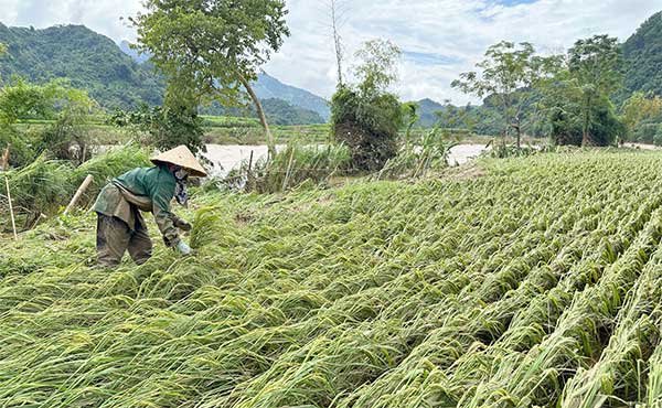 Chủ động khắc phục thiệt hại, ổn định sản xuất sau lũ