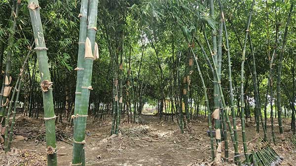 Khởi nghiệp từ trồng tre tứ quý