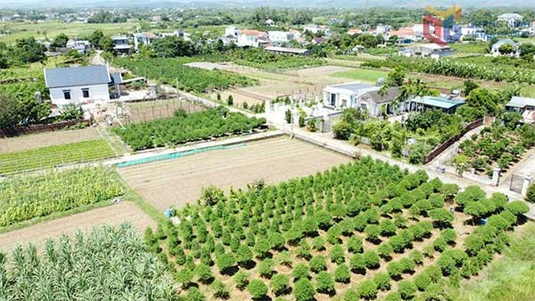 Quảng Ninh: Xã Quảng Hà mở rộng mô hình trồng đào cảnh