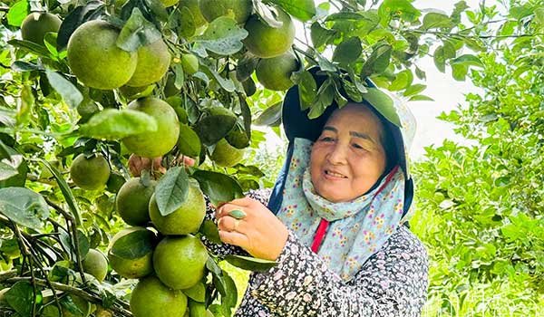 Mùa cam xoàn ngọt