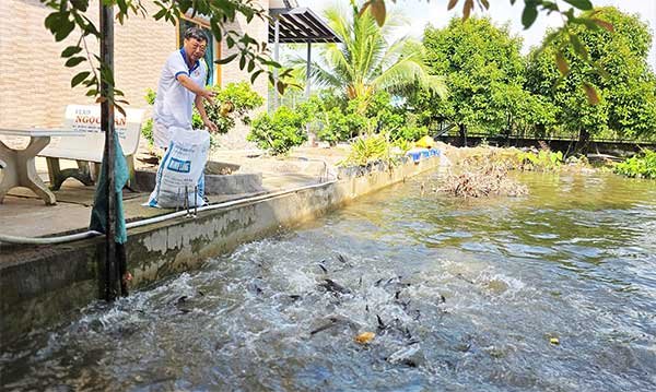 Nâng cao thu nhập bằng mô hình trồng trọt kết hợp chăn nuôi