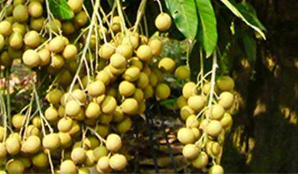 Vĩnh Long: Sản lượng thu hoạch cây lâu năm đạt khoảng 2,8 triệu tấn