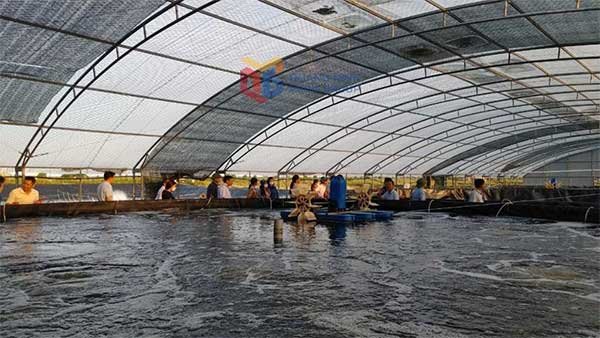 Quảng Ninh: Chuyển dịch từ khai thác sang nuôi biển