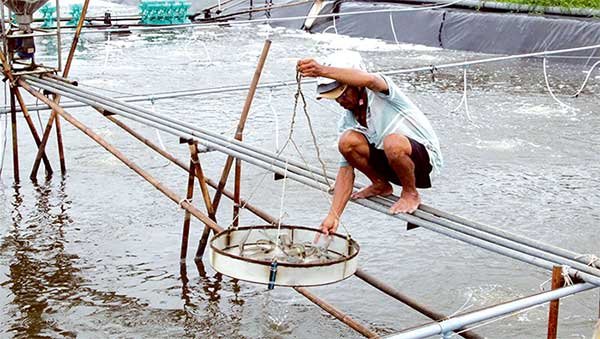 Thu hoạch thủy sản đạt hơn 7,26 triệu tấn 