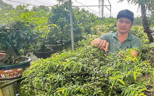 Thu nhập cao từ nghề sửa kiểng, chăm sóc bonsai
