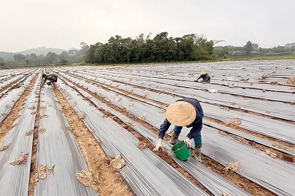 Hà Tĩnh: Triển vọng mô hình trồng dưa chuột liên kết tại xã Mai Hoa