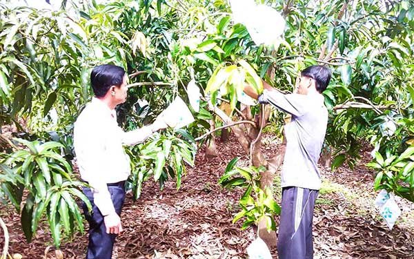Vĩnh Long: Xoài – cây xóa nghèo của người dân vùng biển Thạnh Hải