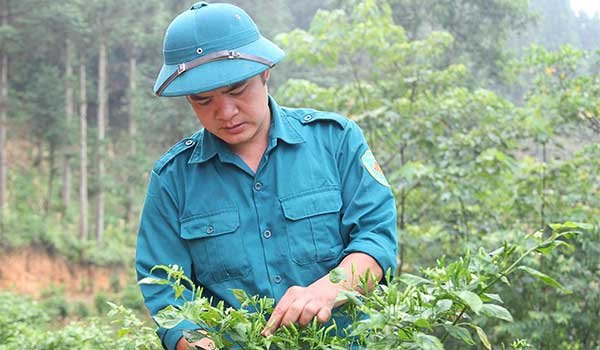 Tiềm năng từ cây ớt gió đặc sản