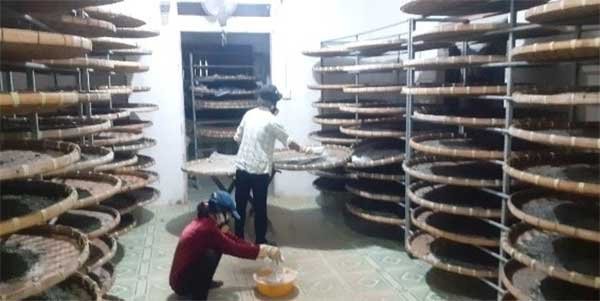 Công nghệ giống mới ở ngành dâu tằm tơ