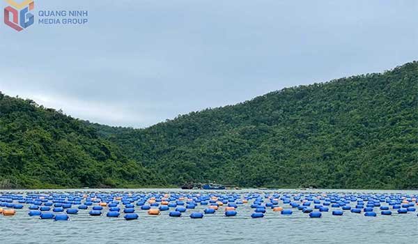 Xã Đầm Hà (Quảng Ninh) chú trọng phát triển kinh tế biển