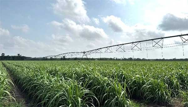 Diện tích mía trong vùng nguyên liệu AgriS Tây Ninh tiếp tục tăng trưởng