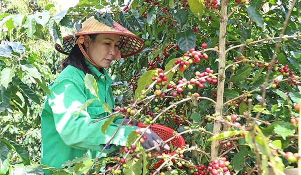 Nông dân vui, doanh nghiệp thêm áp lực