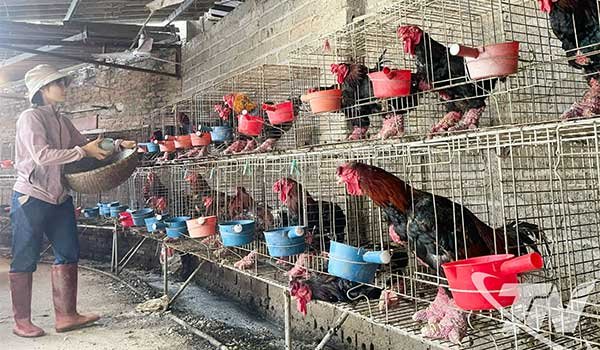 Khẩn trương tái đàn gia cầm