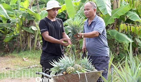 Làm vườn hiệu quả trên vùng đất trũng