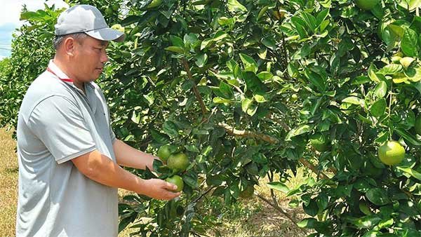 Người nông dân viết ‘câu chuyện tuần hoàn’ trên vùng gò đồi Triệu Phong (Quảng Trị)