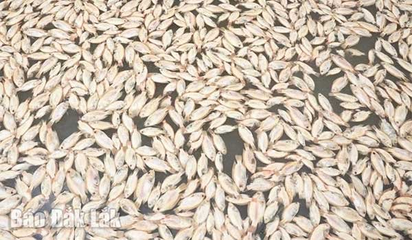 Đắk Lắk: Nhiều hộ nuôi cá lồng bè ở Krông Ana, Ea Na thiệt hại nặng do nước lũ dâng cao