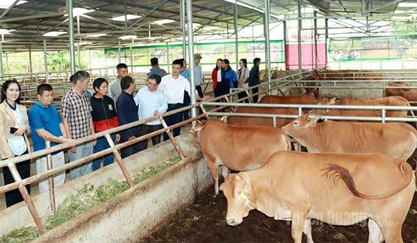 Tuyên Quang: Tọa đàm giải pháp phát triển chăn nuôi vỗ béo bò thịt gắn với liên kết tiêu thụ sản phẩm