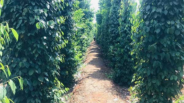 Phát triển hồ tiêu hữu cơ tại Quảng Trị: cơ hội và thách thức