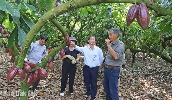 Phát triển ngành hàng ca cao gắn với giảm phát thải