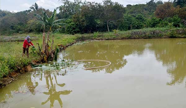 Sản xuất thủy sản nước ngọt ở phía Tây tỉnh Lâm Đồng