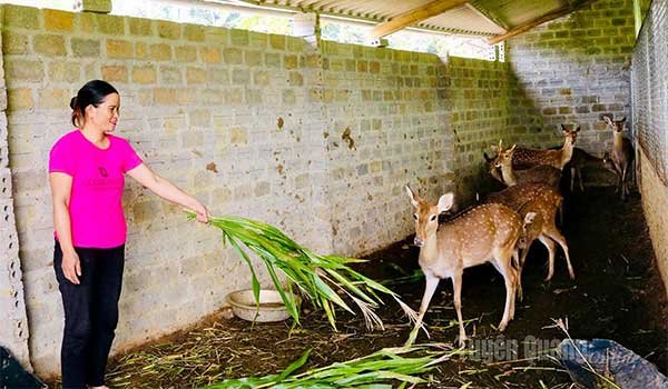 Sinh kế từ nuôi hươu lấy nhung