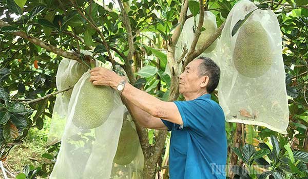 Tuyên Quang: Đổi thay ở Khai Hoang Bản Vàng