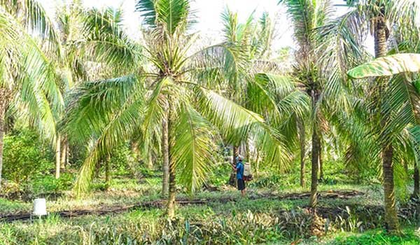 Tích cực phòng trừ sinh học, sâu bệnh trên cây trồng giảm