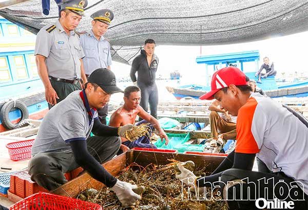 Triển khai ứng phó với bão Kalmaegi (bão số 13): Thu hoạch sớm thủy sản, gia cố lồng bè