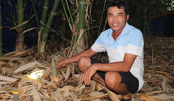 Trồng tre, nuôi nấm – hướng làm nông tuần hoàn